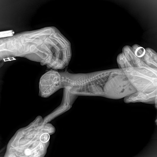 Логотип @radioobscura - radioobscura