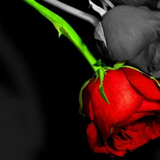 Логотип @radnoylar_tanho - 💘💘FaRxOd va,💘💕 ShiRiN RoMaNtIkA💞💞💞💞💞