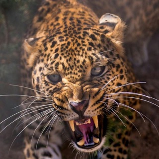 Логотип @ragemoney - RAGE MONEY 💸