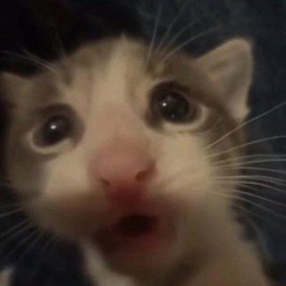 Логотип @raidyhdchat - няшный чятик