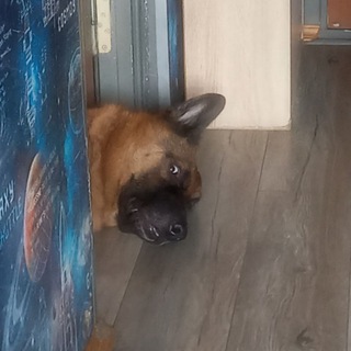 Логотип @rain_ovchar - Собачья жизнь