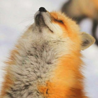 Логотип @rainfoxyy - Лисы | Rain Foxy