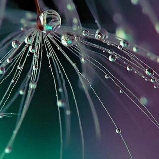 Логотип @rainsilence - 🫧Отблеск ТИШИНЫ Дождя✨🌧