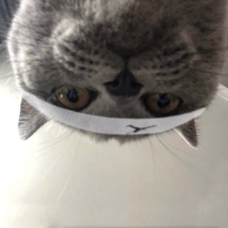 Логотип @ranchesje - Покемонские же