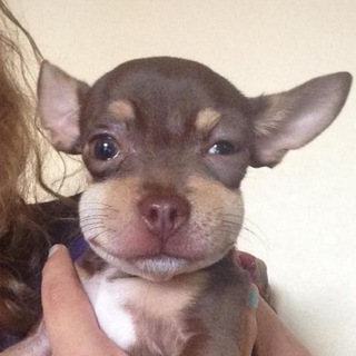 Логотип @randomshiteveryday - randomshit