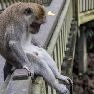 Логотип @randpic4res - RandShit?