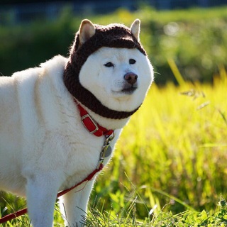 Логотип @rapdoges - Рэп-цитаты и собаки