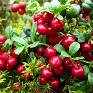 Логотип @rapinchik - preiselbeere