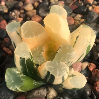 Логотип @raresucculents - RareSucculents