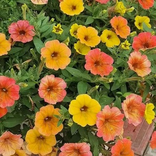 Логотип @rassada70 - rassada_tomsk_seversk