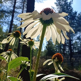 Логотип @rastenia_les - Растения и лес🌿