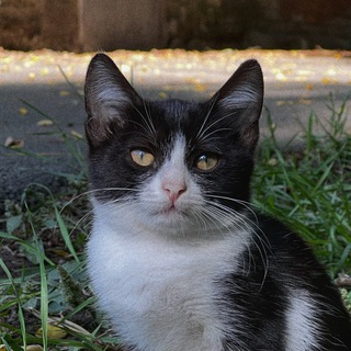 Логотип @rastkit - random street kitties.