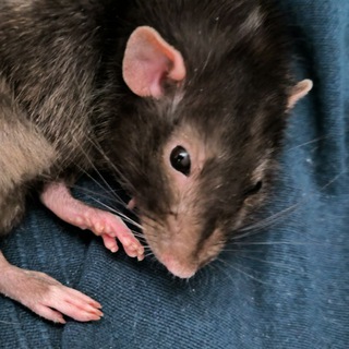 Логотип @rat_gathering - Крысиные посиделки