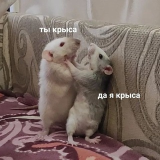 Логотип @rathouse_18 - крысиная дыра