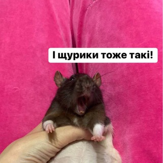 Логотип @ratplaceua - Ratplace (Крисяться)🐭