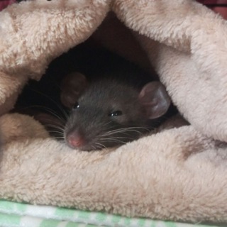 Логотип @rats_channel - rats_channel 🐭