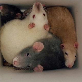 Логотип @ratscapies - rats & rats & rats & rats & capybaras