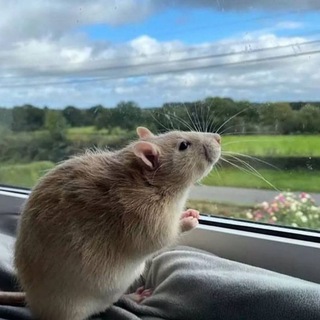 Логотип @ratscuxis - rat rati rat ᘛ⁐̤ᕐᐷ