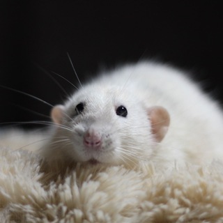 Логотип @ratsmyrats - крысы мои крысы