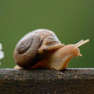 Логотип @ravlick_chanel - Улиточная.