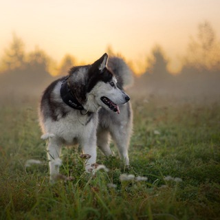 Логотип @ray_husky - Рейка котейка