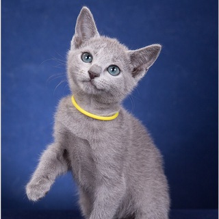 Логотип @razdolie_russianblue - razdolie_russianblue