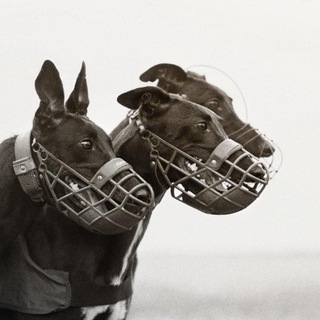 Логотип @razdolyetrek - Трек «Раздолье»