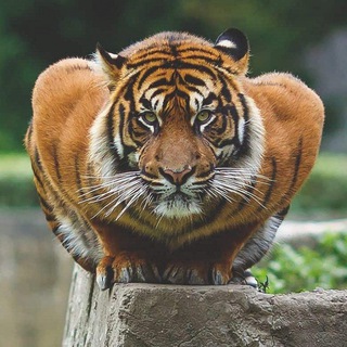 Логотип @real_nature_ch - Real Nature
