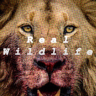 Логотип @real_wildlife - Real Wildlife