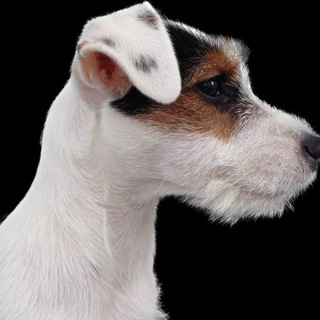 Логотип @realbabyape - LÏFE BÆBYÆPE