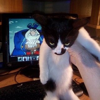 Логотип @realgetmansky - Кот Гетманского