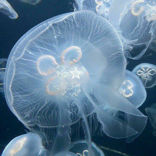 Логотип @realizationcf - Осознание Confessions 🪼💡