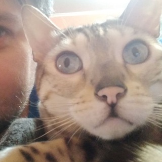 Логотип @realshulika - Шулика для вас создал агрегатор