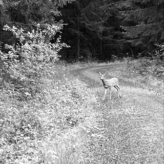 Логотип @rechtsmaerchenarchiv - Rechtsmärchen-Sammlung