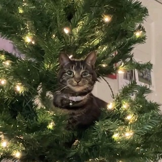 Логотип @recomandmusic - Меломан | Ремикс