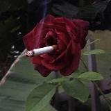 Логотип @recursedimages - cursed images 🥀