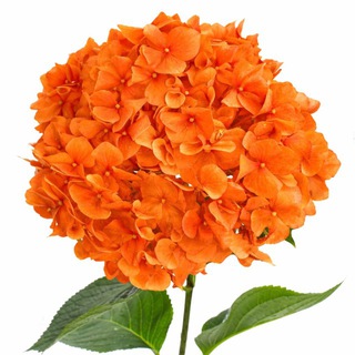 Логотип @redheadsmells - пахнет претензией