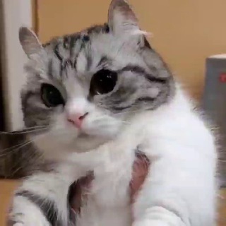 Логотип @redmik20extra - DED CAT HUB || MI 9T / Redmi K20