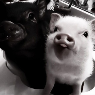 Логотип @redmoonchanel - 🤍minii.catties.team 🔫