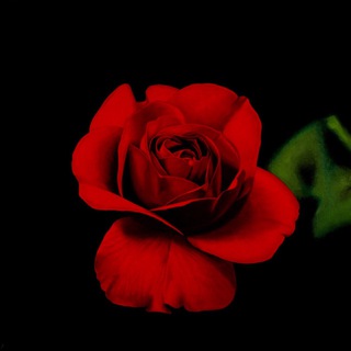 Логотип @redrozaa - Rozaa