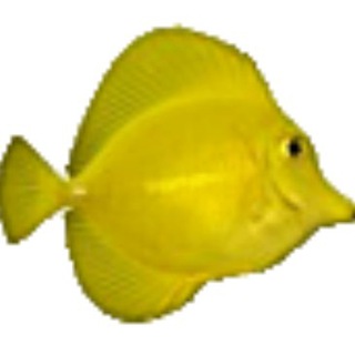 Логотип @reefcentralru - ReefCentral.ru