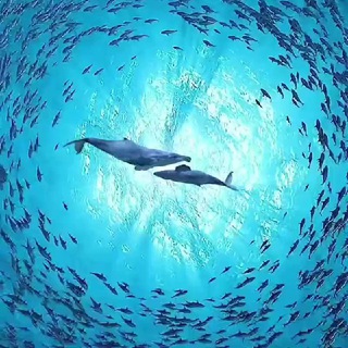 Логотип @reell_video - Просто красивые видео