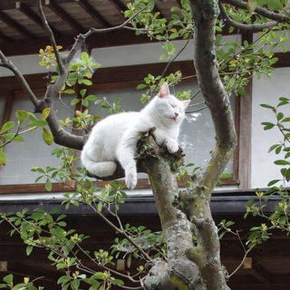 Логотип @reference_aesthetics - référence головного мозга