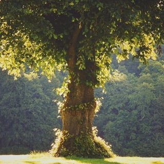 Логотип @reflectorworld - Жизнь здесь и сейчас