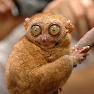 Логотип @reginawtf - регинавтф