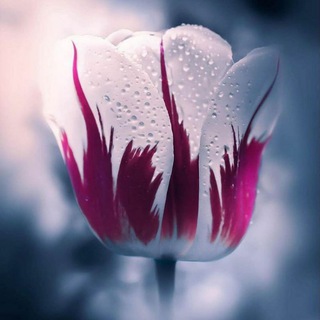 Логотип @relax_world_2_chat - 🌱Beautiful World🌱 Чат🗣