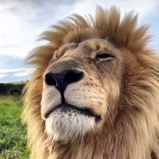 Логотип @relaxxxiz - Удивительный мир