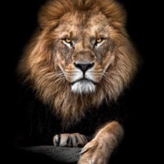Логотип @renarusso - Hic Sunt Leones 🦁 - (canale di Renato Russo)