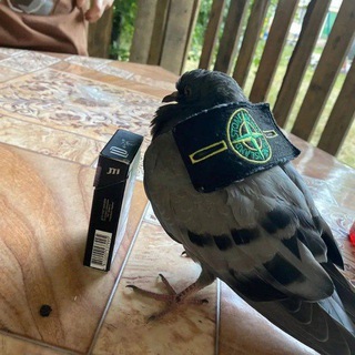 Логотип @rep_kot - мефик