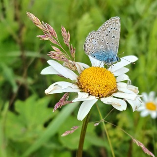 Логотип @repetitorbioonlin - Биология вокруг нас🌱 Заметки репетитора по биологии🖋 Иваник Лариса Степановна 🍁